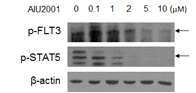 AIU2001 표적단백질 확인