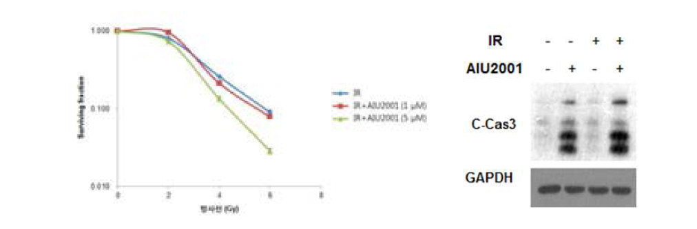 AIU2001에 의한 방사선민감효과