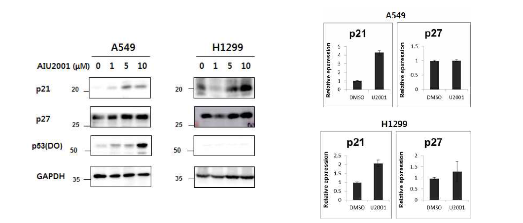 폐암세포에서 AIU2001에 의한 p21, p27 발현 변화