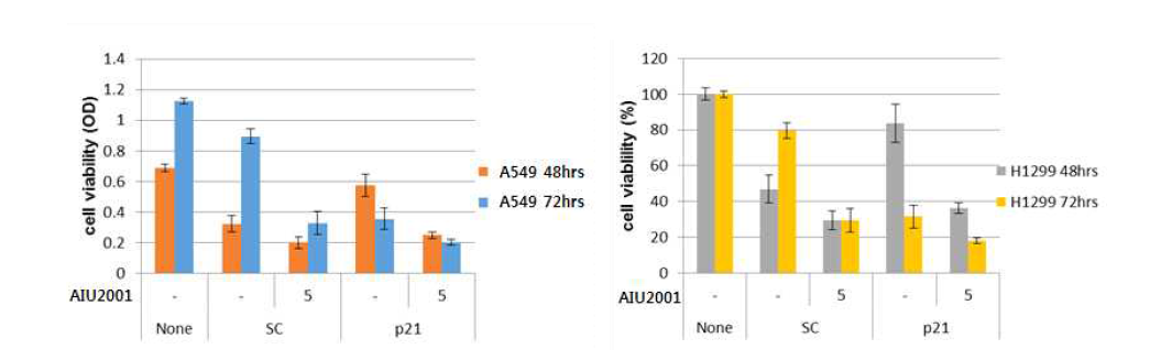 p21억제시 AIU2001의 세포증식능 분석