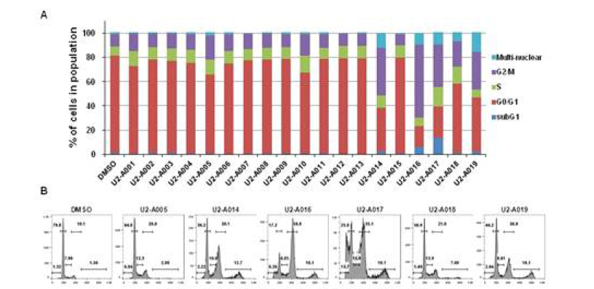 U2-A화합물에 의한 세포 주기 억제 확인