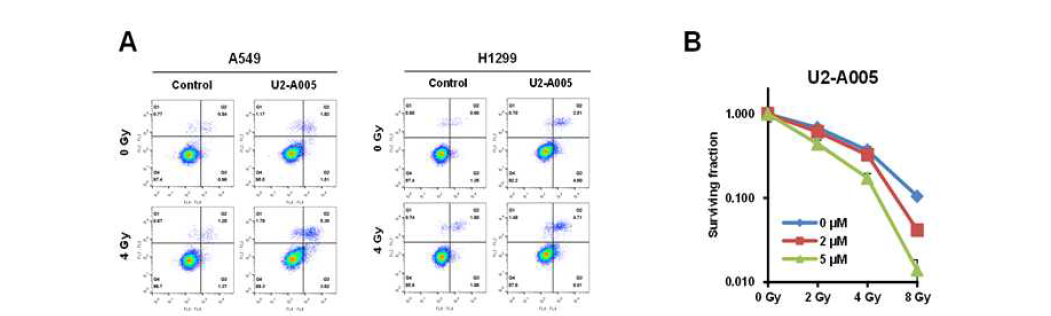 U2-A005의 방사선 병용 처리에 의한 항암 효과
