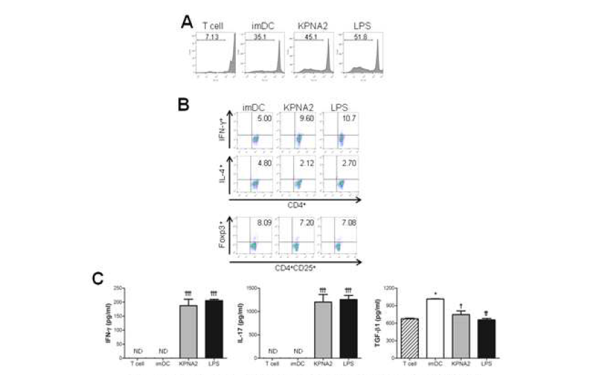 마우스 수지상 세포에서의 종양 유래 KPNA2에 의한 T 림프구 분화 확인