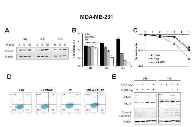 인체 유방암 세포주 MDA-MB-231에서의 KPNA2 발현 및 siRNA KPNA2에 의한 기능 확인