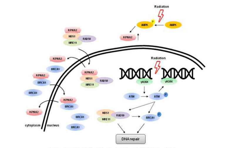 방사선 저항성 인자 KPNA2의 DNA 회복 기전 도식도