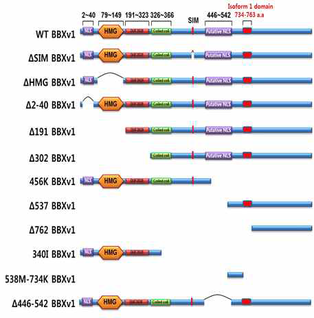 Bbx mutant cDNA constructs