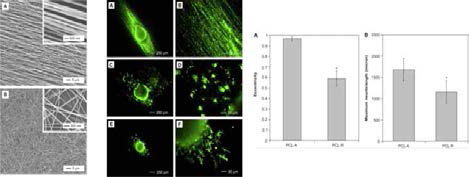 섬유로 구성된 표면자극 플랫폼과 ES cells의 신경세포 분화 규명 실험