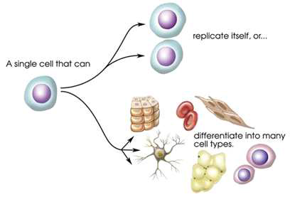 줄기세포의 자가생산능과 다분화능
