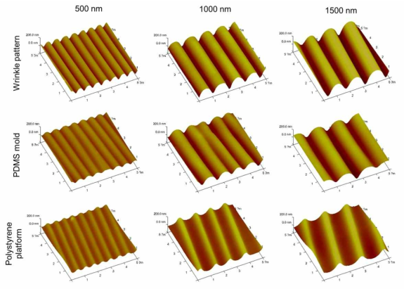 500, 1000, 1500 nm 주기의 나노그루브 형상을 갖는 템플릿, PDMS 몰드 인서트, 세포배양 플랫폼의 AFM 이미지