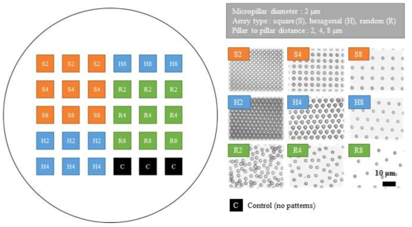 마이크로 구조의 모식도(좌) 및 제작된 마이크로 구조물의 현미경 사진(우)