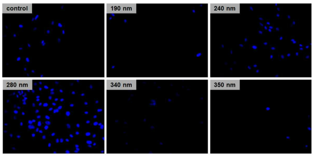 AAO 공정 기반의 단계구배 표면자극 세포배양 플랫폼 상 중간엽줄기세포 증식 결과 핵 염색 이미지