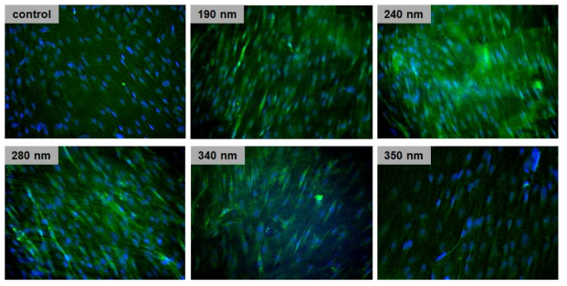 AAO 공정 기반의 단계구배 표면자극 세포배양 플랫폼 상 중간엽줄기세포의 골모세포 분화 확인을 위한 DAPI(청), OCN(녹) 염색