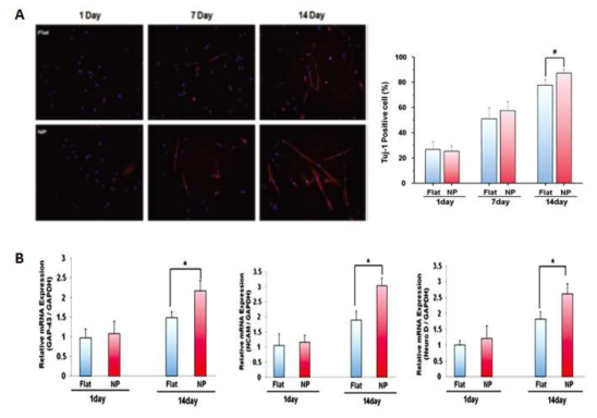 AAO 공정기반 표면자극 세포배양 플랫폼 상 중간엽줄기세포의 신경세포로의 분화 효율 확인
