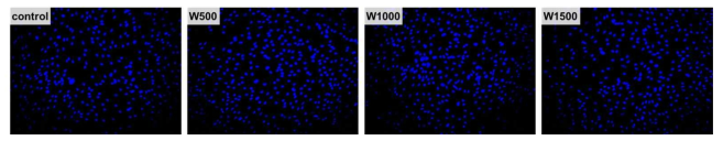 Wrinkle 공정 기반의 단계구배 표면자극 세포배양 플랫폼 상 중간엽줄기세포 증식 확인을 위한 DAPI 염색