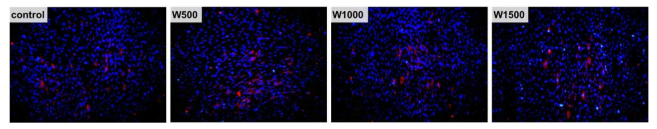 Wrinkle 공정 기반의 단계구배 표면자극 세포배양 플랫폼 상 중간엽줄기세포의 내피세포 분화 확인을 위한 Hoechst(청), Ac-LDL(적) 염색