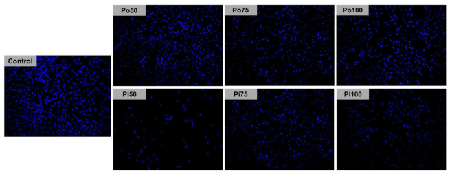 UV-포토리소그래피 공정 기반의 단계구배 기하자극 세포배양 플랫폼 상 중간엽줄기세포 증식 확인을 위한 DAPI 염색