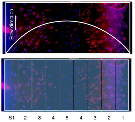 연속구배 전단력자극 미세유체장치 내 중간엽줄기세포의 내피세포 분화 확인을 위한 Hoechst(청) 및 Ac-LDL(적) 염색