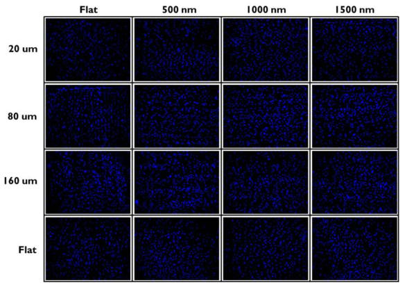 Wrinkle 공정기반 표면자극 + LIGA 공정기반 기하자극의 다중 구배 물리자극 세포배양 플랫폼 상 중간엽줄기세포 증식 확인을 위한 DAPI(청) 염색