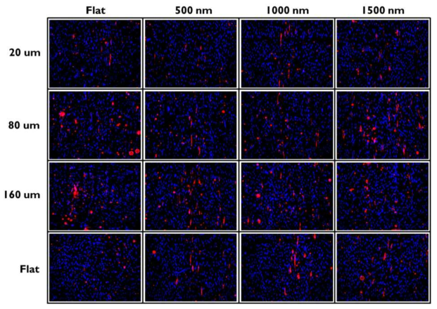 Wrinkle 공정기반 표면자극 + LIGA 공정기반 기하자극의 다중 구배 물리자극 세포배양 플랫폼 상 중간엽줄기세포의 내피세포 분화 확인을 위한 Hoechst(청), Ac-LDL(적) 염색