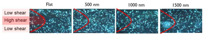 Wrinkle 공정기반 표면자극 + 전단력자극의 다중 구배 물리자극 세포배양 플랫폼 상 중간엽줄기세포의 증식 확인을 위한 Hoechst(청) 염색