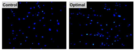 최적 표면/기하자극 플랫폼 상 중간엽줄기세포의 증식 확인을 위한 DAPI(청) 염색