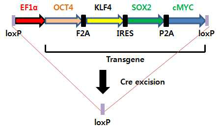 Polysistronic transgene loxP lentiviral system
