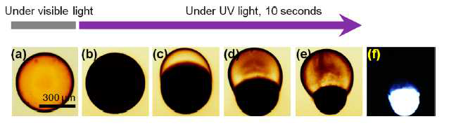 SPO-co-NIPAAm 공중합체 5 wt% (분산상) 와 span80 5 wt% (연속상), DEAP 5 wt% (연속상)를 넣고 만든 W/O droplet의 visible light 에서의 optical image(a)와 UV light 조사 후 거동 변화를 관측한 optical image(b-f).