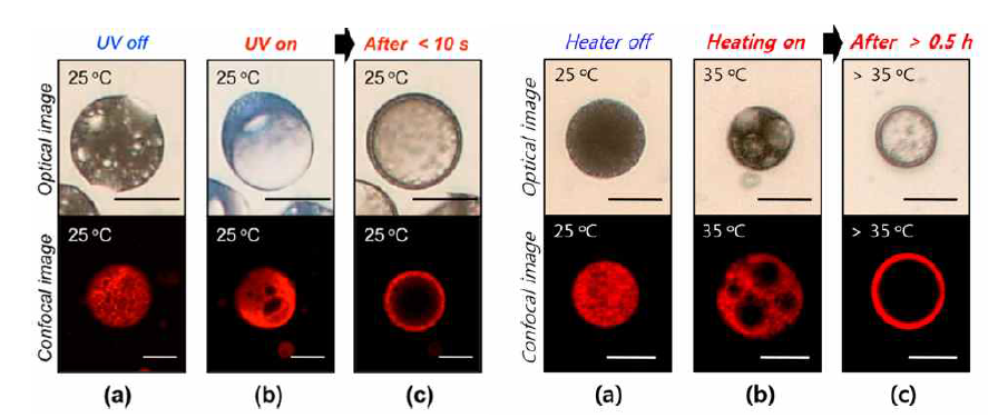 LCST 이상의 온도(왼쪽)와, 365 nm UV(오른쪽) 아래에서 W/O/W double emulsion의 multi core에서 single core로 형태 변화를 나타낸 광학 현미경 사진(위)과 공초점 주사 현미경 사진(아래).