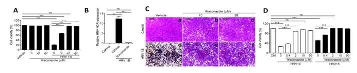 HRV1B, HRV14, HRV15에 대한 itraconazole의 세포내 항바이러스 활성