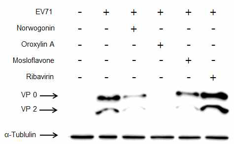 Norwogonin, oroxylin A, mosloflavone이 EV71 바이러스 Capside 단백질 발현에 미치는 영향
