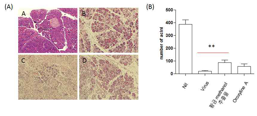 CVB3 감염된 BALB/c 마우스에서 황금 추출물 및 oroxylin A 투여에 의한 췌장 조직 분석
