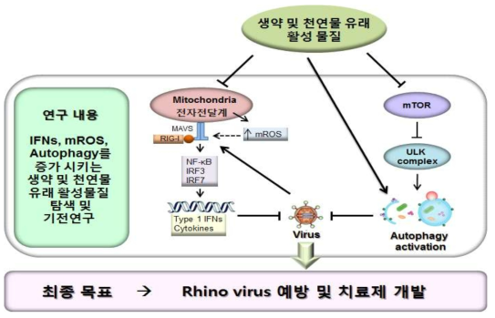 세포 내재적인 항바이러스 기전연구를 통한 HRV 감염치료제 개발에 대한 연구제안도