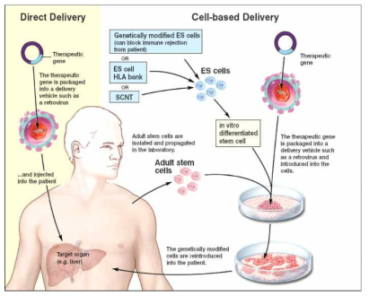 세포를 기반으로 하는 세포치료제 및 전사인자를 도입하는 치료제 개발 현황