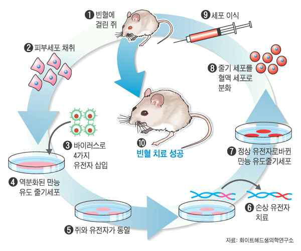 마우스 배아줄기세포에 재조합 리프로그래밍의 단백질을 이용한 유도만능줄기세포로 분화 확인