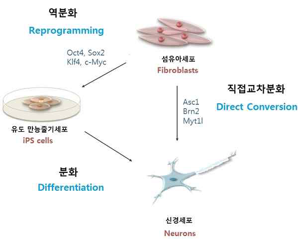 직접교차분화를 통한 신경세포로 분화