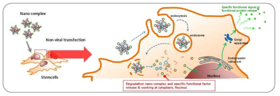 나노구조체에 탑재된 유전자/약물/단백질을 이용한 줄기세포내재화 기술