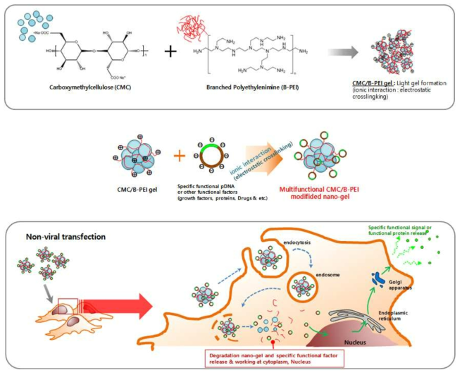 CMC/PEI 나노젤의 줄기세포내재화에 따른 여러 조직세포로의 분화 분석