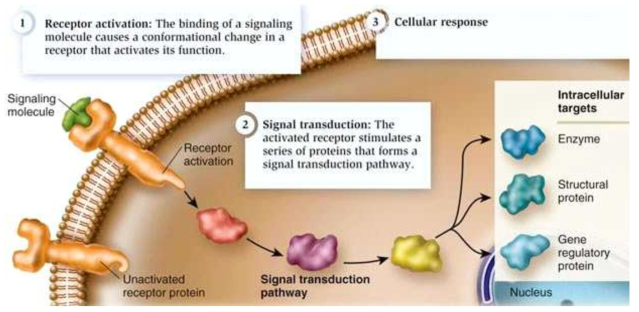 Cell signaling leads to regulation of transcription or cytoplasmic activities