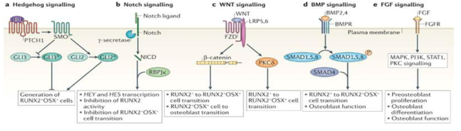 Developmental signals regulating key steps of osteoblast differentiation.