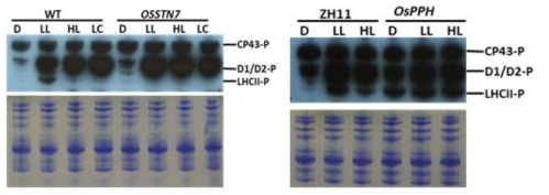 Analysis of phosphorylation of PSII and LHCII protein by using phosphothreonine antibody.