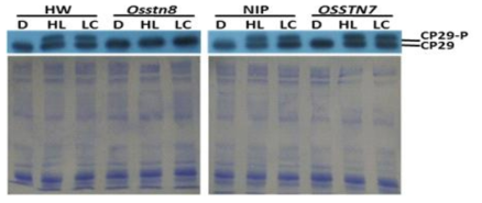 Analysis of phosphorylation of CP29 protein in WT, osstn8 and osstn7 mutants by using CP29 antibody.