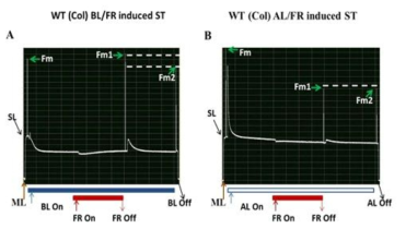 Measurement of state transition in WT Arabidopsis.