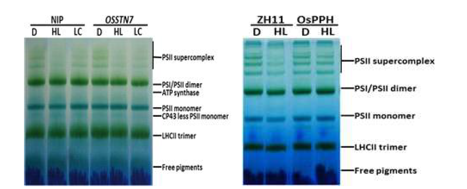 Analysis of mobilization of PSII supercomplex in WT, osstn7 and ospph mutant by BN-PAGE.