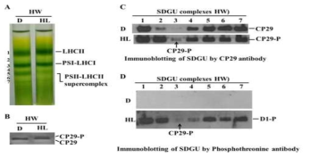 Separation of LHCII, PSI and PSII-LHCII supercomplex by sucrose density gradient ultracentrifugation (SDGU) in WT and observation of CP29 mobilization into PSI during high light illumination.