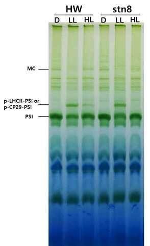 Separation of different chloroplast protein (CP) complexes PSI-LHCI-LHCII supercomplex and PSI-LHCI-CP29 supercomplex by BN-PAGE during low light and high light illumination.