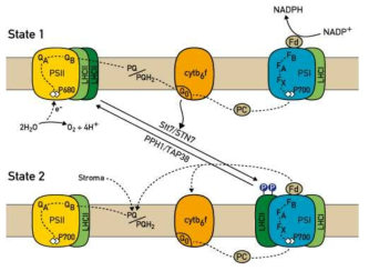엽록체 틸라코이드에서 plastoquinone의 산화환원 상태에 따라 LHCII의 인산화를 통해 state 1 과 state 2의 상태로 전환되는 상태전이의 조절기작을 보여주는 모식도.