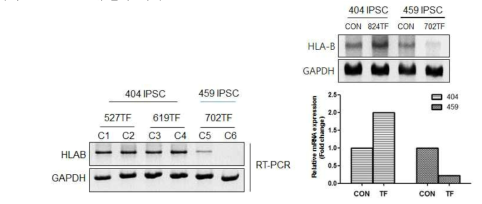CRISPR/Cas9 transfection 후 HLA-B mRNA 발현 비교