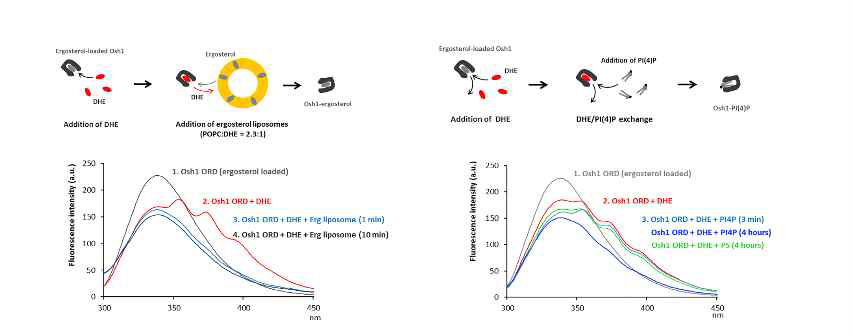 형광리간드를 이용한 단백질의 리간드 경쟁실험. Osh1의 리산드선택성을 확인하였다.