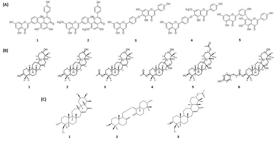 Dereplication 기법을 활용하여 분리한 부처손 유래 biflavonoids (A), 뱀톱 유래 triterpenoids (B) 및 석송 유래 triterpenoids (C)