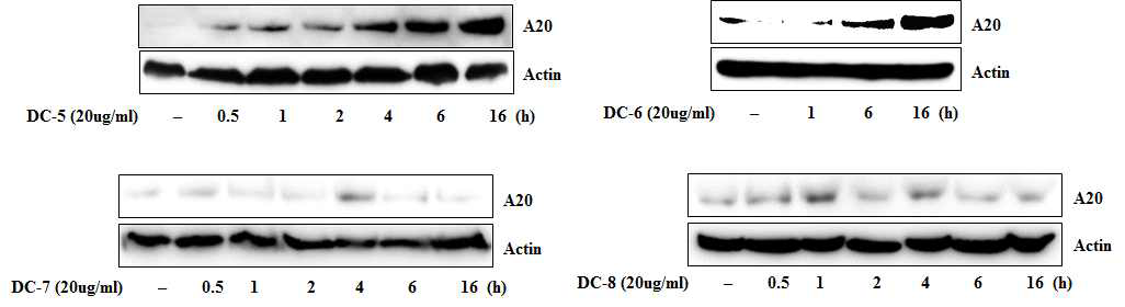 당귀수산을 구성하는 단미에 의한 A20 발현 효과